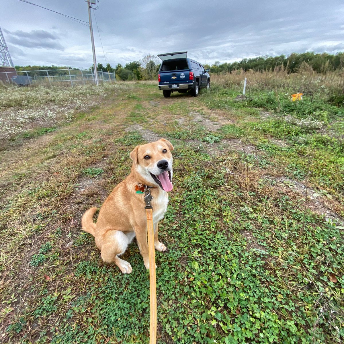 woodardcurran's tweet photo. πΆ Some days you need your best field assistant on the job to lend her paw sampling soils and chasing bugs! #PetsofWC #worldanimalday #fieldworkfriday #onthejob #workviews πΈ Nate Katsiaficas https://t.co/7CfekNDYz7