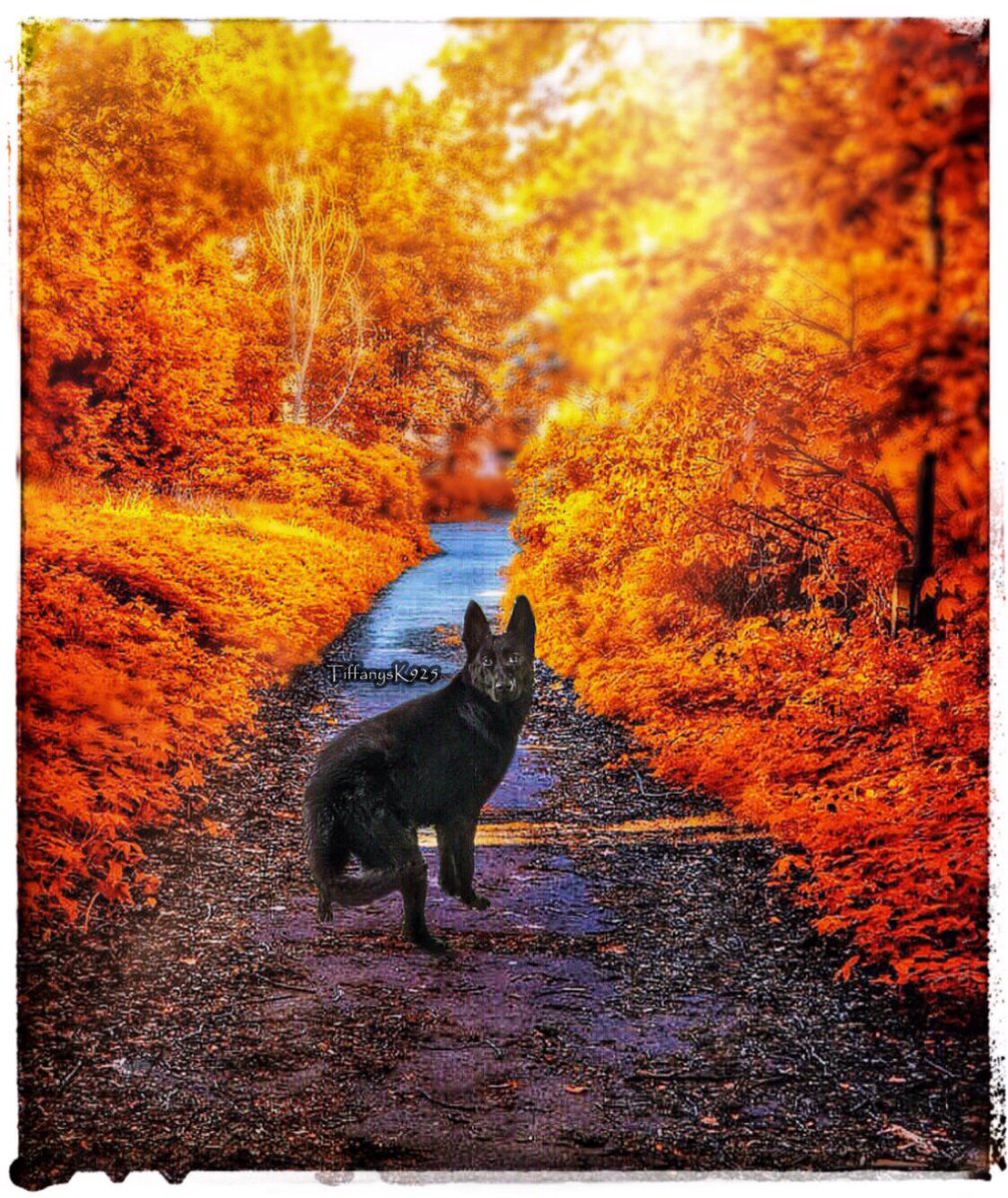 tiffanysk925's tweet photo. I love living in a world that is full of Octoberβs! π₯°ππ
-
#GermanShepherd #gsd #autumn #dogsoftwitter #doglovers #doglife #dogsofinstagram #dogworld #ilovemydog #woof #dogsofautumn #October #dogphoto #mydog #dog #dogsandpals #dogtrainer https://t.co/mVus0AmL7Q