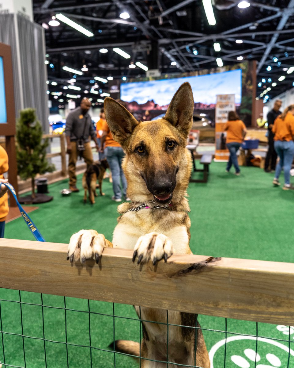 Oh, hey there! Stop by the #Subaru Adopt a Pet booth in Hall D for some quality time with these beautiful pups that are looking for a loving home! #SubaruLovesPets #MakeADogsDay Get tickets to the show: bit.ly/2MYC2Gj