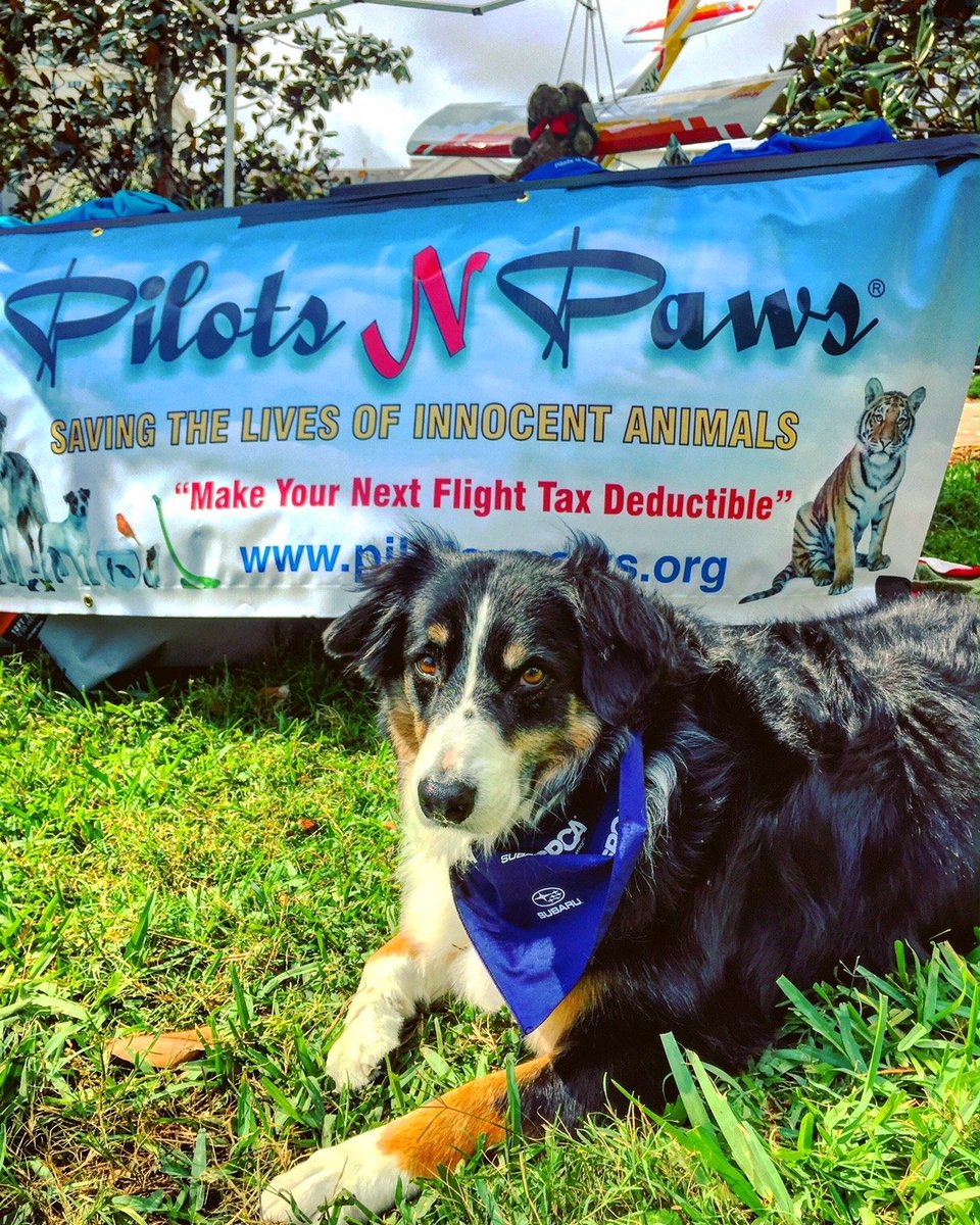 PilotsNPaws's tweet image. Please SHARE so we can recruit more #pilots &amp;amp; #AnimalRescueVolunteers &amp;amp; save the lives of even more abandoned pets, giving them a 2nd chance at a good life in a safe, warm home with food, clean water &amp;amp; a bed with loving families. #ReasonToFly #CallingAllPilots #AnimalRights