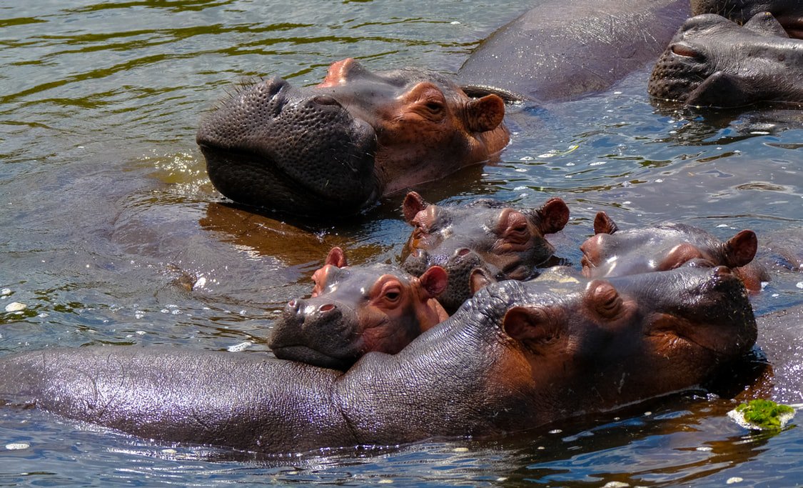 SaveAnimals's tweet photo. Fast Facts:
➤Hippos are listed as an endangered species with an extremely vulnerable population.
➤It’s estimated that there are a mere 115,000 hippos left in the world.
➤Experts suggest that hippo populations could decrease 30% over the next 30 years.
#SaveHippos https://t.co/3OIKg8HtfS