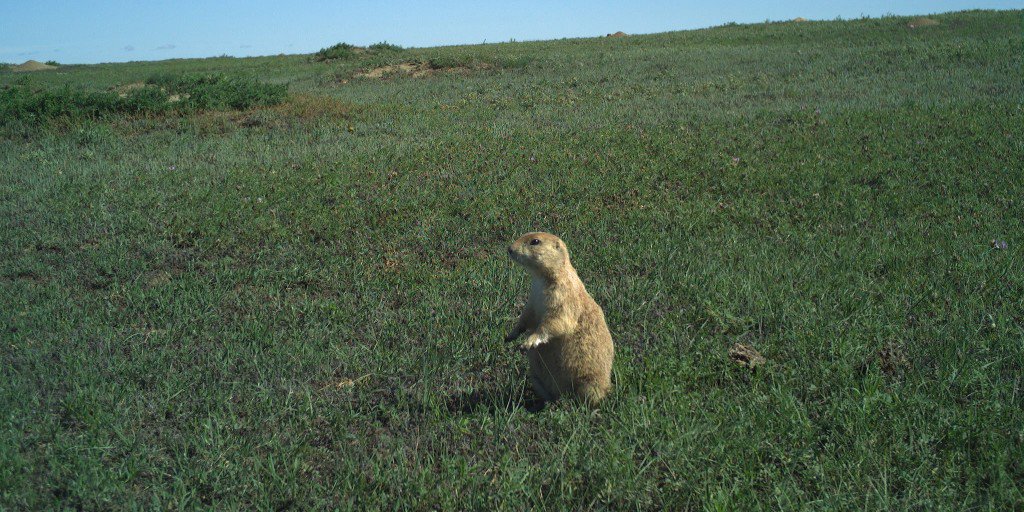 NationalZoo's tweet photo. Prairie dogs are named for the alarm โbarkโ that they make, but are actually a species of squirrel. On the American Prairie Reserve, where this #CameraTrap is, prairie dogs are keystone species! They are a source of food & their towns are nests for other animals. #ConservationCam https://t.co/GQtx8tQz92
