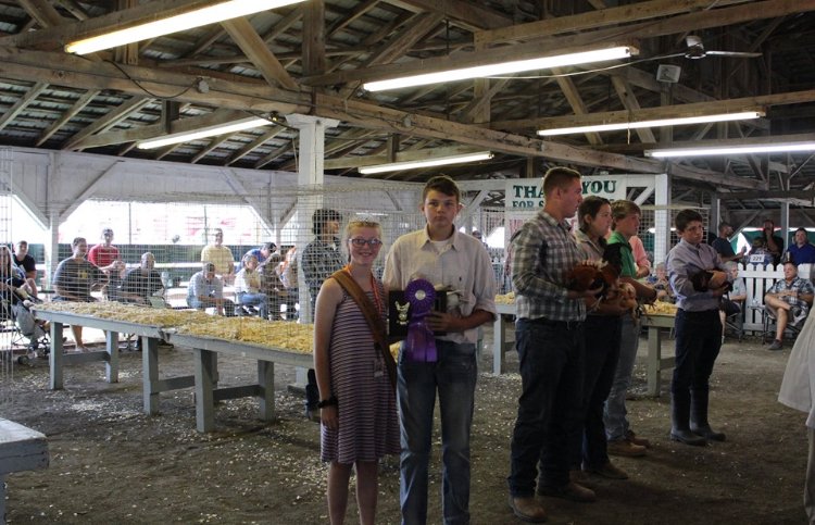 FFAcrestview's tweet photo. #2019FairHighlight is sophomore Braxton Williamson! Braxton was champion and reserve champion waterfowl, he was also the poultry representative for showman of showmen. https://t.co/YchcX50qUy