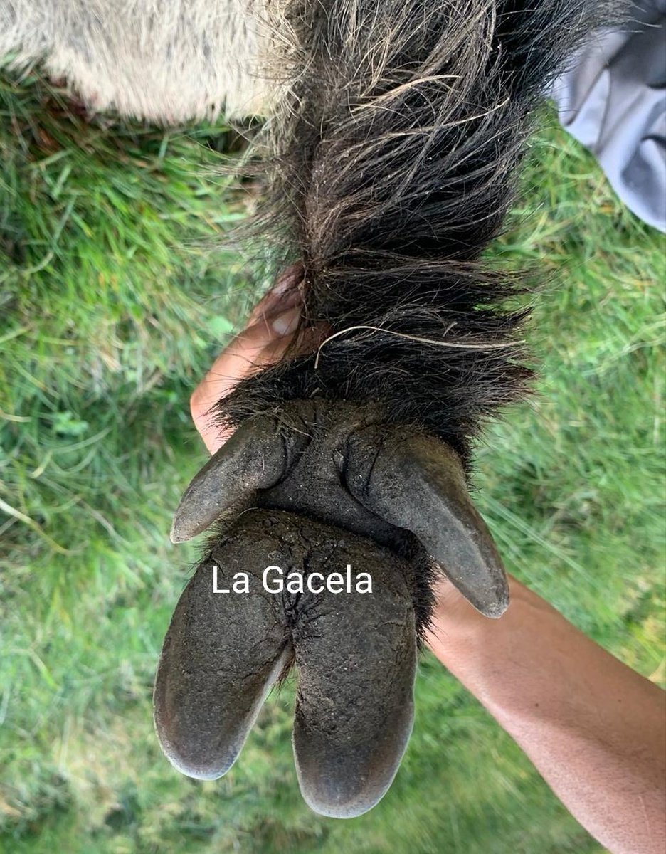 armerialagacela's tweet photo. No nos podemos quejar del buen comienzo de ntra esperada temporada de esperas, pues un bicho de estos y en abierto, es muy complicado de abatirle en espera, por mil motivos... buenas noches y buen finde a todos https://t.co/eTVWMOdi13
