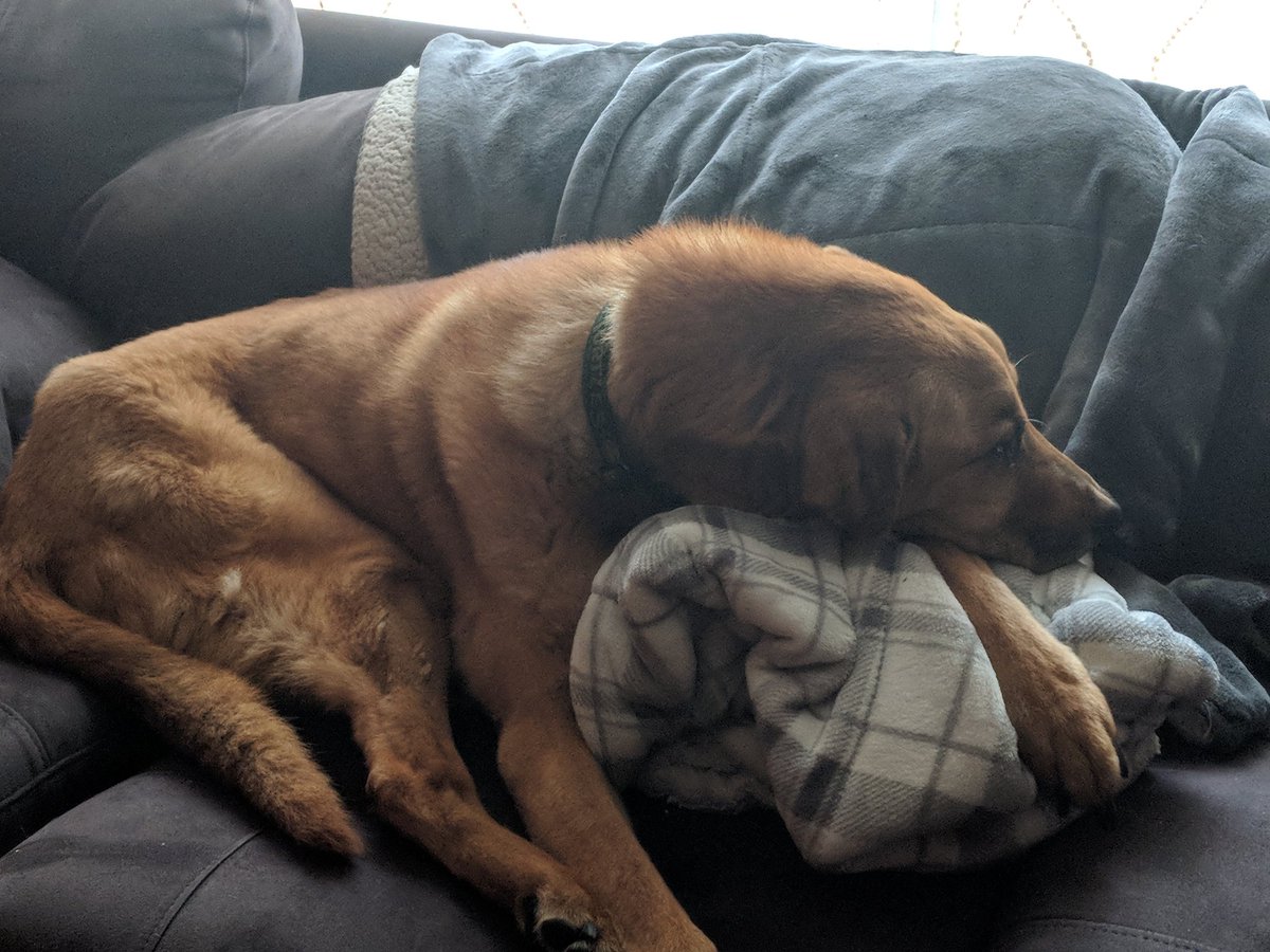 LNichole82's tweet photo. @ChrisEvans Such a ruff life. 😂 https://t.co/zcXEWbySg8