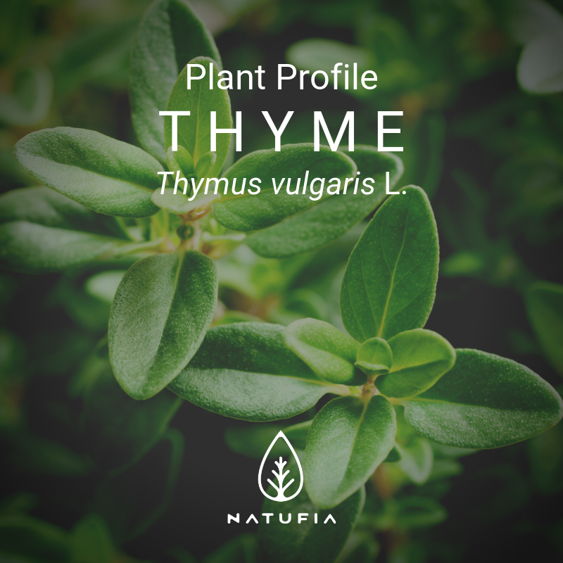 NATUFIA_Labs's tweet image. Today's plant profile: Thyme.🌱

Read the full post on our Facebook page:
facebook.com/natufia/photos…

#natufia #kitchengarden #kitchentotable  #plantprofile #herbs #thyme #hydroponics #verticalfarming #kitchenappliances #organicfood #plantfood #freshfood #finedining #farmtotable