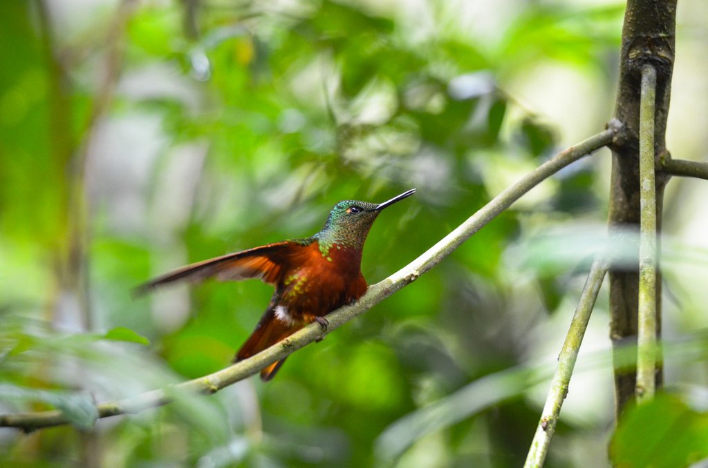 Hummingbird time! At Guango Lodge near the Papallacta Hot Springs in #Ecuador. This is a hummingbird hot spot! Take our 7-day Ecuador tour to get photo experiences like this. galakiwi.com/our-tours/ecua…