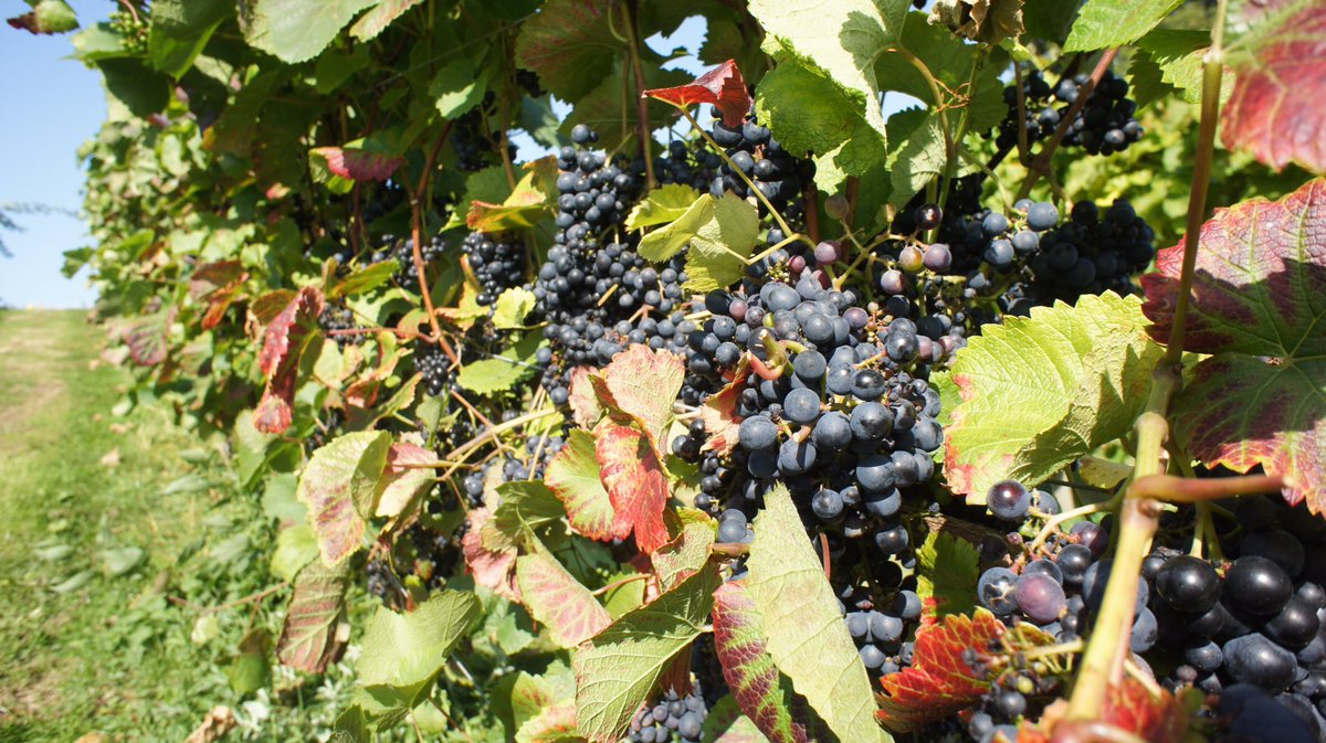 hencoteestate's tweet photo. The #HencoteEstate #EnglishWine 2019 #grapeharvest commences. Join us for our #HencoteHarvestFestival &amp; enjoy a glass of our 2018 estate wine on us when you dine any day before 7pm. Simply show this &amp; register to qualify. #shrewsbury #englishvineyard ##TheViewRestaurant https://t.co/3vjLy9emB9