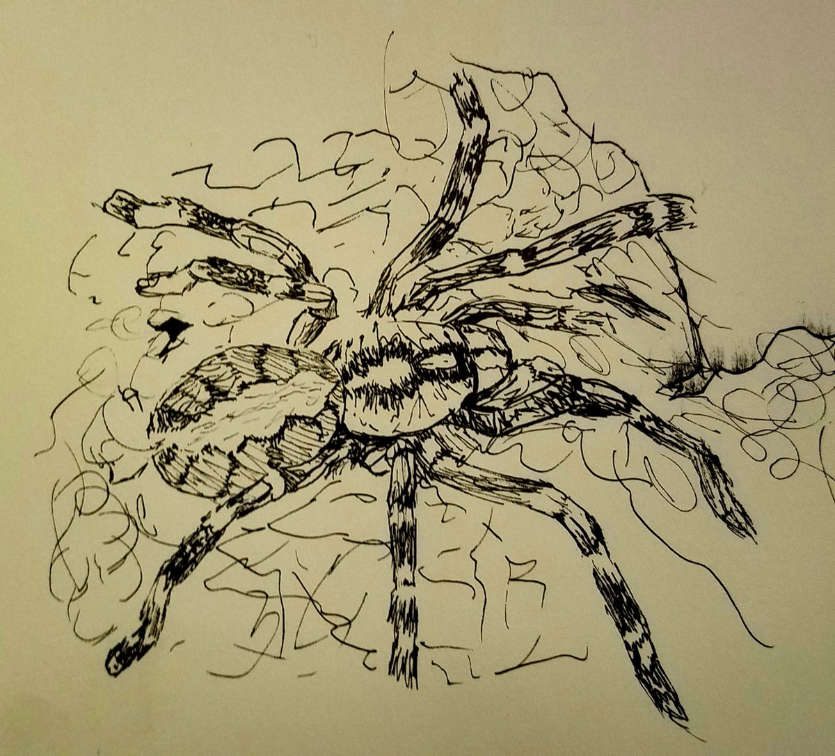 MadAlice_art's tweet photo. Schpoider #inktoberday4 https://t.co/sxMLowhNBG