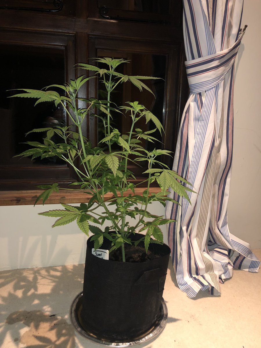 What’s up all #HomeGrowers?? Here’s a little update on my 9week old Royal Creamatic and my 8week old Sweet Skunk. Both into flower now, Royal Creamatic looks really happy and healthy 😁🙌#GrowYourOwn #Itsaplant #LegalizeIt