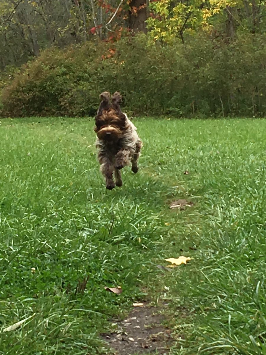 colleenmdc's tweet photo. After hours of screen time perfecting my slides for #LitmusLive I’m done.  My sidekick waited patiently for this moment &amp; says we’ve earned a field trip from the office to her favorite park.  #emailgeeks #wpg #officedog https://t.co/pVy9BAjrZN