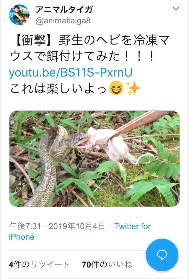 生き物屋名言集 A Twitter 頭おかしい爬虫類youtuber 野生のヘビを冷凍マウスで餌付けてみた 生き物屋名言集