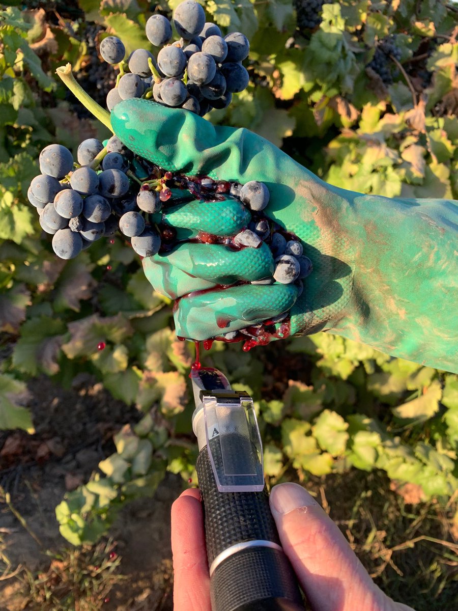 khammerstrom's tweet image. Checking sugars #HammertimeRanch #RubyReds #MyJobDependsOnAg  #Wine