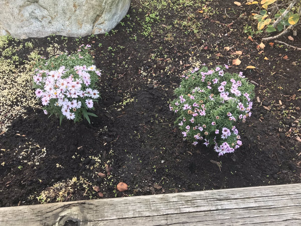 Kammi Clark (@kammi_clark) on Twitter photo Look what happens when your community takes care of you! TY to our neighbour who planted us some fall flowers to brighten up our front entrance. <a href="/NVSD44/">School District 44</a> #neighbours #community <a href="/NorgateLearning/">Norgate Xwemélch’stn Community Elementary</a> Look what happens when your community takes care of you! TY to our neighbour who planted us some fall flowers to brighten up our front entrance. <a href="/NVSD44/">School District 44</a> #neighbours #community <a href="/NorgateLearning/">Norgate Xwemélch’stn Community Elementary</a>