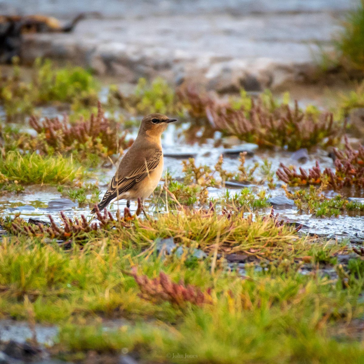 BangorBirdSoc's tweet photo. Here is the first of the 2019-2020 weekly bird round-ups from Bangor, North Wales and further afield. This week features the 1st WELSH RECORD of Buff-bellied Pipit plus Kittiwakes and a Wheatear in Bangor 
https://t.co/FulGKg3fTc https://t.co/02wTIFaqpH