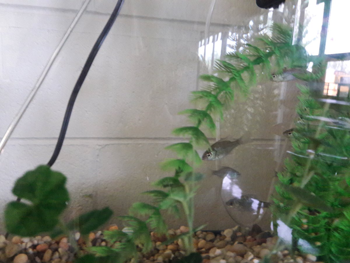 MrsGibson5th's tweet photo. We got our fish today! Mrs. Krejci was so kind to pick them up for us from the DuPage Forest Preserve!! #d109pride #adventuresofabulldog @BrodnickiSchool https://t.co/BLwgmEJXF4