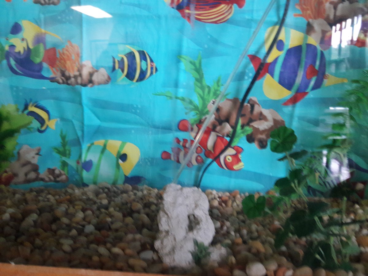 MrsGibson5th's tweet photo. We got our fish today! Mrs. Krejci was so kind to pick them up for us from the DuPage Forest Preserve!! #d109pride #adventuresofabulldog @BrodnickiSchool https://t.co/BLwgmEJXF4