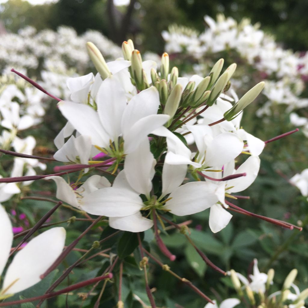 Gorgeous blooms at the Buxton Park Arboretum #cleome #dahlia #pinks #whites #newguineaimpatiens #petunias #indianola #iowa #gardens #freetovisit