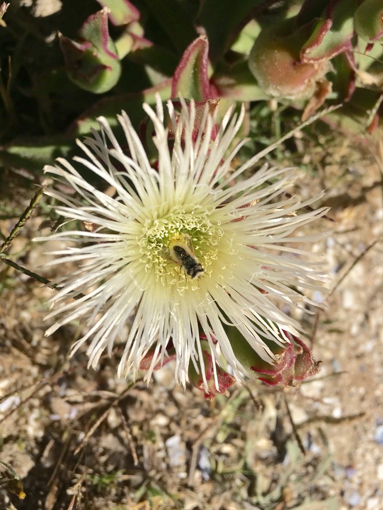 So happy I got to see some of these bee flies while in the field in South Africa. Zoom in on the face, so fluffy! #flyfriday