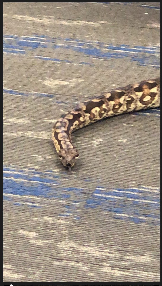 Snakes in the library! Thank you Ranger Loftis and Ranger Papke for stopping by to tell us about your exciting careers! Special guests . . . Cleopatra &amp; Grumpy Bones! @AHSnewss