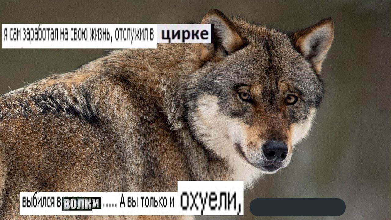 Волчья мудрость мемы