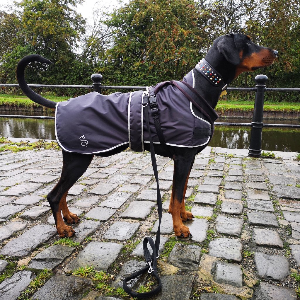 StampedeEq's tweet photo. Out and about in our new coat @StampedeEq buckle fastened this years design. #GoodVetPetGuide #Cass_C7 Dobermanns rock pls RT https://t.co/rTP0Xfux3A