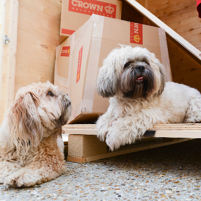 CrownReloNZ's tweet image. Here are some key #premove things you'll need to keep in mind when #moving with #pets: ow.ly/DlZc30pxVDV

#movingwithpets #petrelocation #PetserviceNZ #PetMover #internationalpetservice #domesticpetmover #petflyers #pettransport #MovingServices #Movinghouse #movingcompany