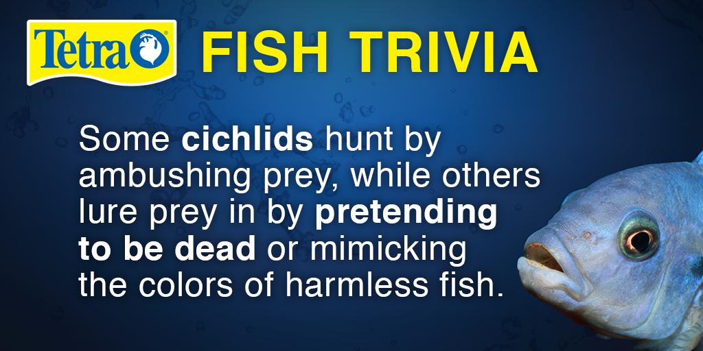 Some #cichlids hunt by ambushing prey. Others lure prey in by pretending they are dead! #tetrafunfact #funfishfactfriday