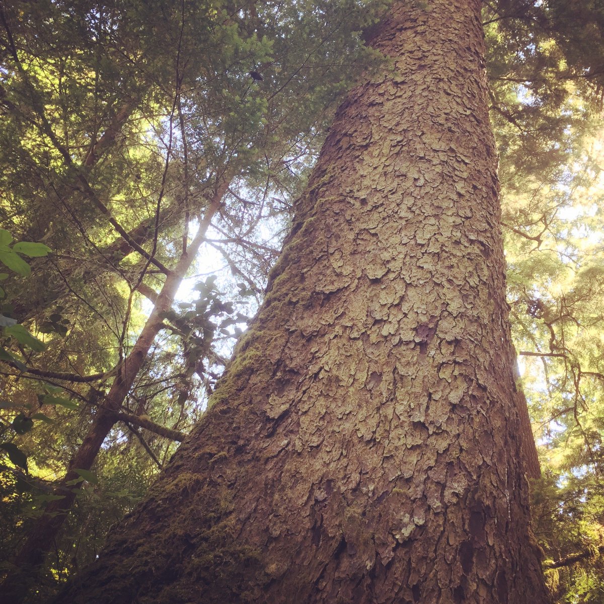 Chris Gibson tweet media