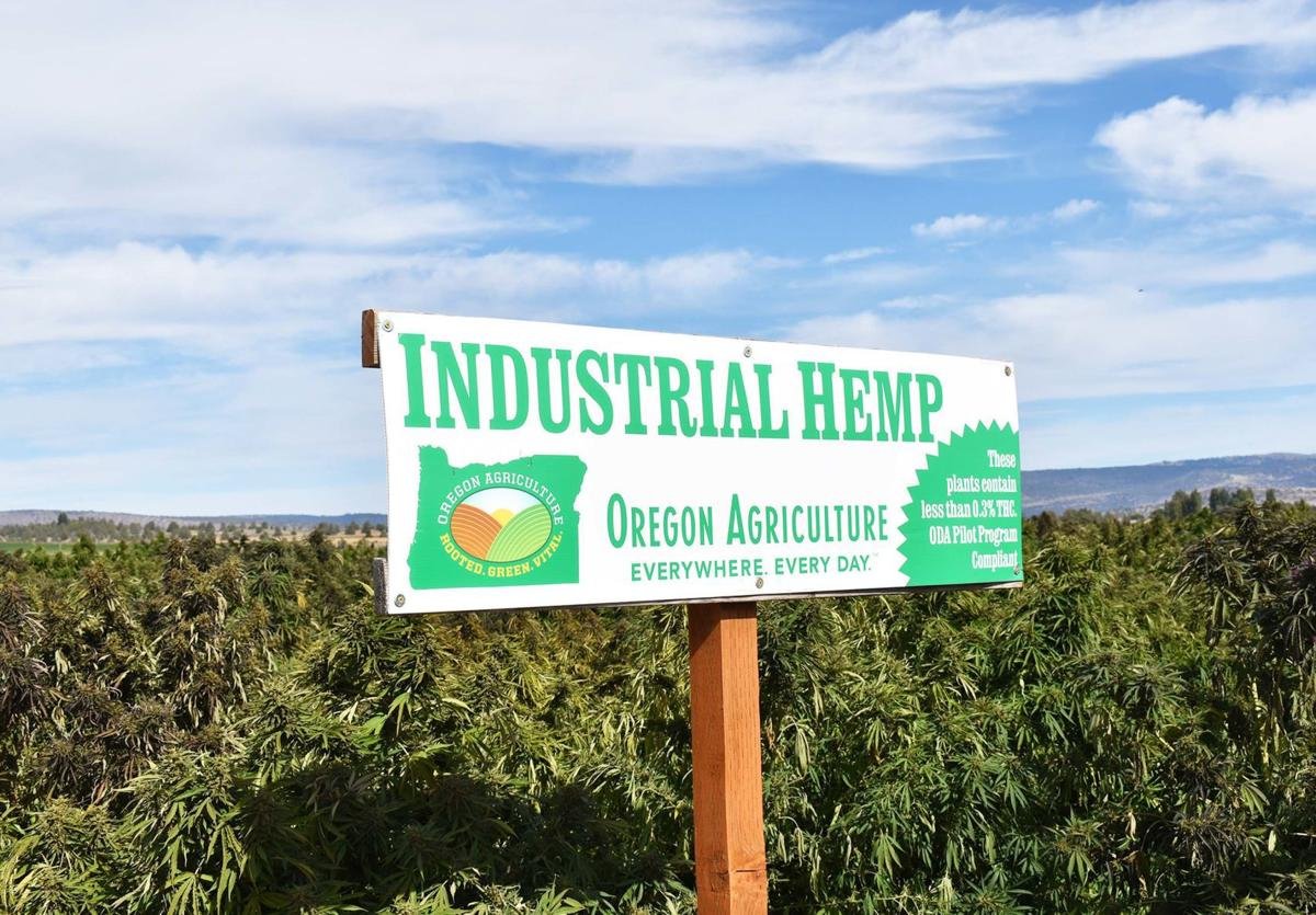 THEMMEXCHANGE's tweet photo. Hemp: 'It's a Money crop' 

https://t.co/W4z0k9Pc2E #MME #Hemp #hempoil #CBD #Industrial https://t.co/vyGRDe7Qbr