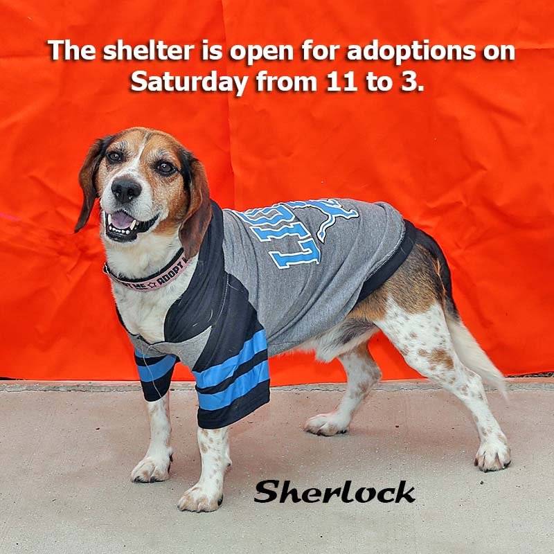 LCAS_Howell's tweet photo. Sherlock is a 3 year old Beagle. He’s a nice and friendly boy. He is quiet and laid back and he gets along with other dogs. Sherlock is neutered, up to date on medical and micro-chipped. https://t.co/GI4VEtid9Z