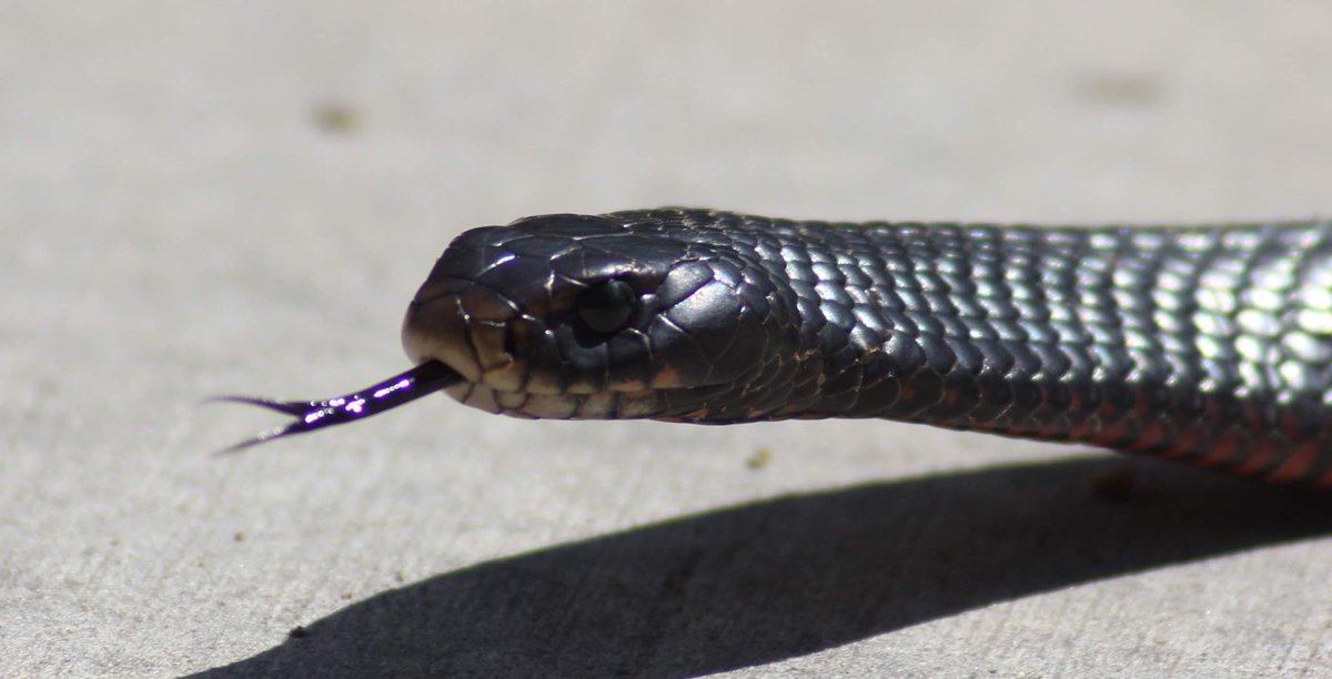 SnakeOutBris's tweet photo. Gorgeous Red-Bellied Black Snake from #AugustineHeights #QLD. Clients acted promptly, bringing pets inside & keeping an eye on their visitor until we arrived :)
For snakey enquiries call @SnakeOutBris π 0456 880 903 #snakeseason #reptiles #BNE #snakecatcher #WildOz #nature https://t.co/7qwWfPJ6gB