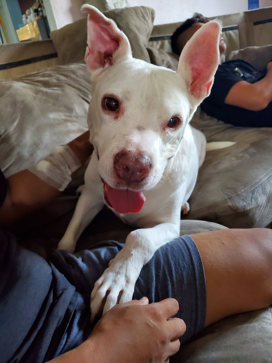 AshSlay422's tweet image. Look at my dog!!! Isn't he the cutest?!?! Derby and dogs. My day is complete. #DerbyTwitter #bteamchamps #dogsofderby