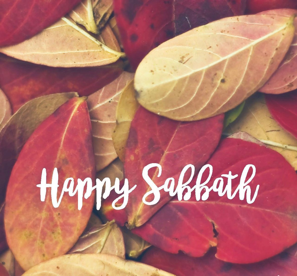 E_G_WHITE's tweet photo. All through the week keep the Lord’s holy Sabbath in view, for that day is to be devoted to the service of God. It is a day when the hands are to rest from worldly employment, when the soul’s needs are to receive especial attention. {CG 527.3} https://t.co/3ttk3jp1CI