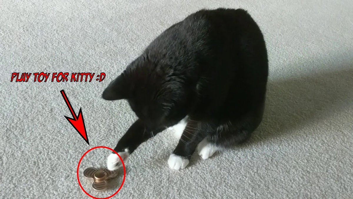 MeowMoeDotCom's tweet photo. #Cute kitties #Play with #Fidget ...
#Cats #Cat #Kittens #Kitten #Kitty #Pets #Pet #Meow #Moe #CuteCats #CuteCat #CuteKittens #CuteKitten #MeowMoe
#Compilation2017 #CompilationCentral #CompilationFails #CompilationVines
https://t.co/vvZEgyyxNZ
. https://t.co/YZ3hbEFwWj