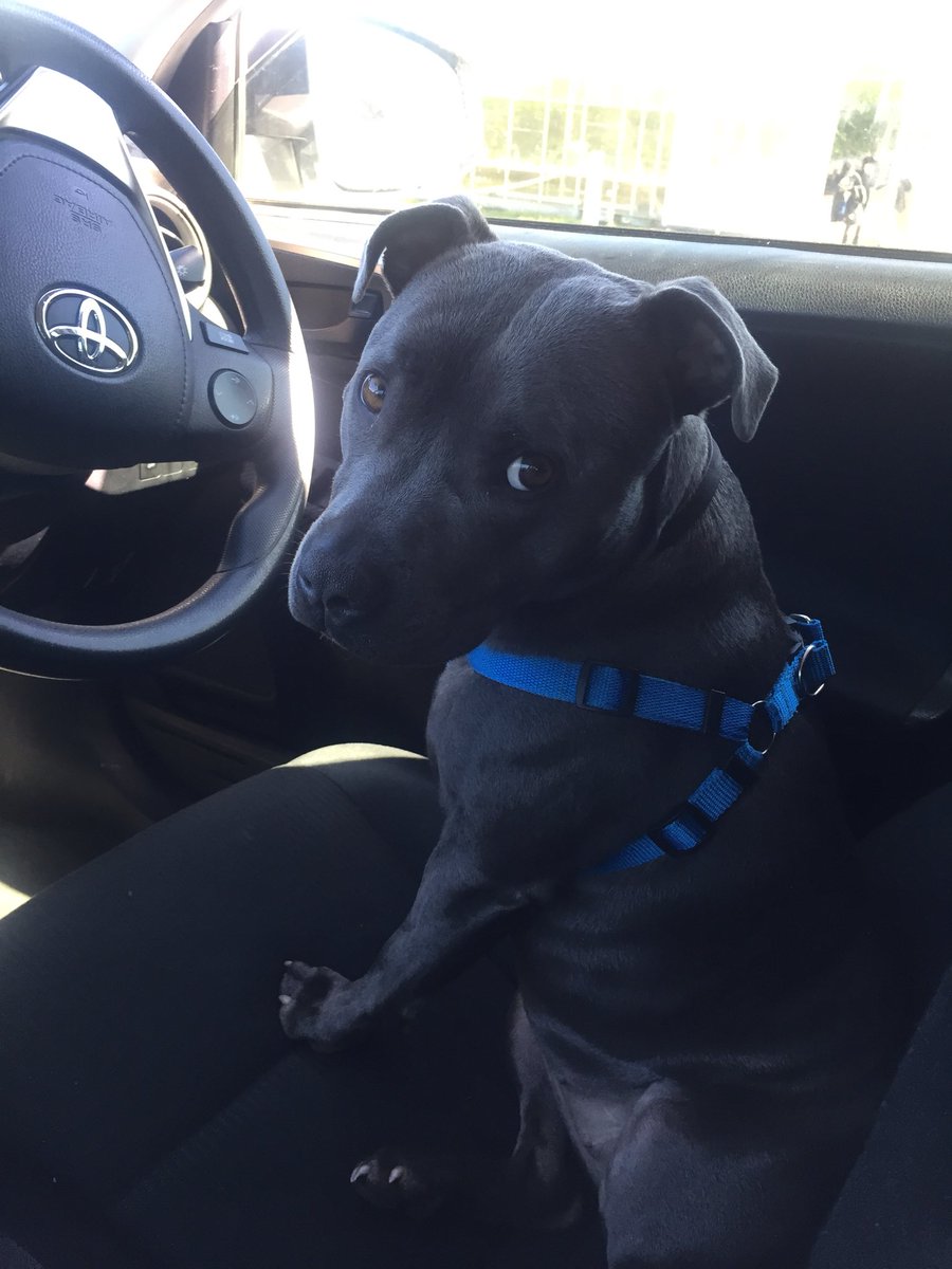 jilly_model's tweet image. Those eyes ♥️ @glenrichards75 Our Little DorisDay 🐶 #Staffy #bluestaffy #cute