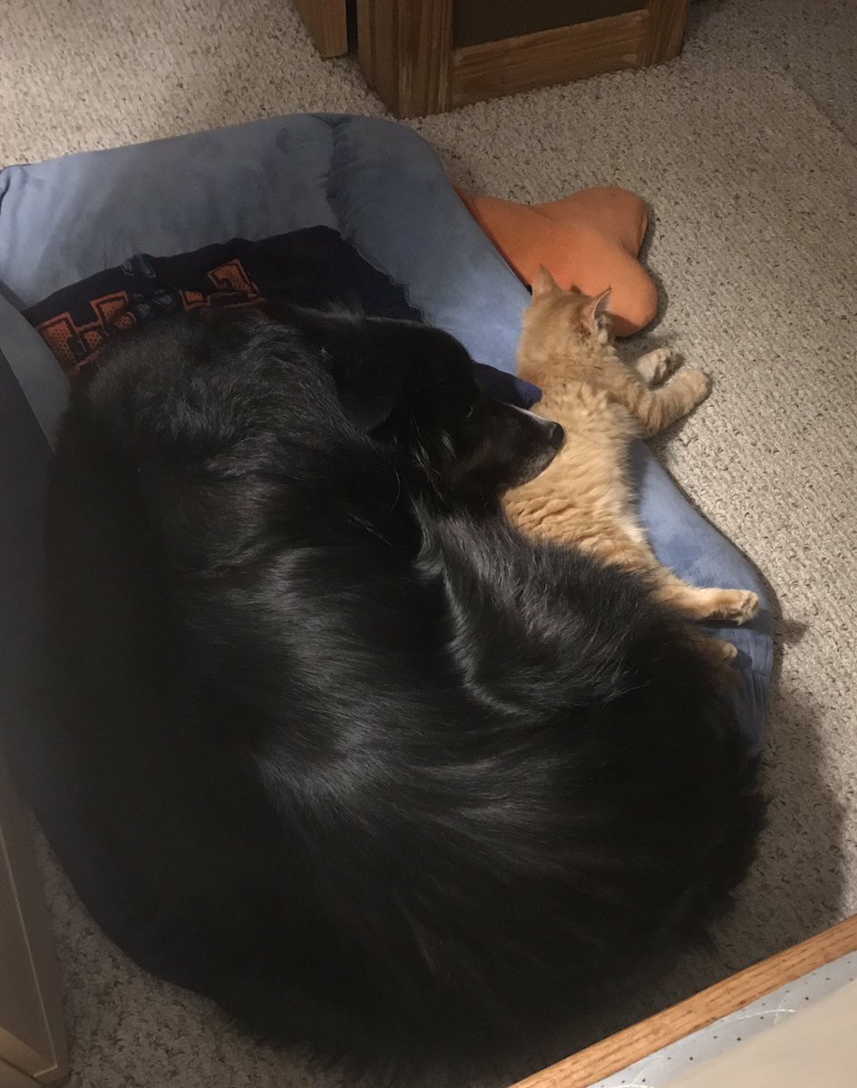 KellyWright333's tweet photo. @holly_fruehwald My dog and cat snuggling. https://t.co/OFoUdq8Ea3