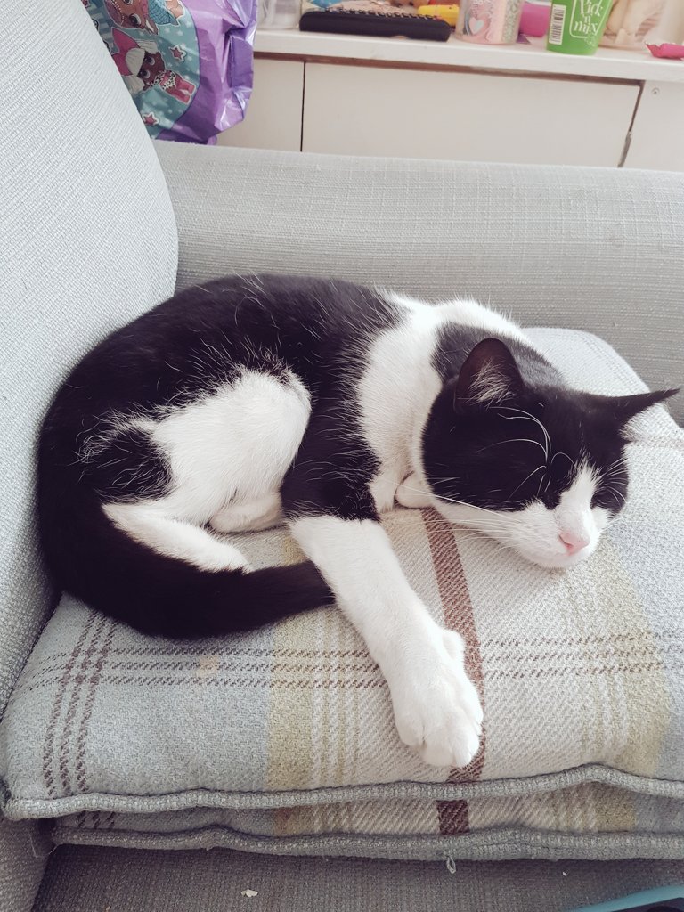 EarpFae's tweet photo. My 2 kitties, Willow (tortie) &amp; Rosie (tuxedo). Adopted from different shelters &amp; only a month apart in age. Complete opposites 😂 @KatBarrell #CatsForKat https://t.co/C6VSvl4py3