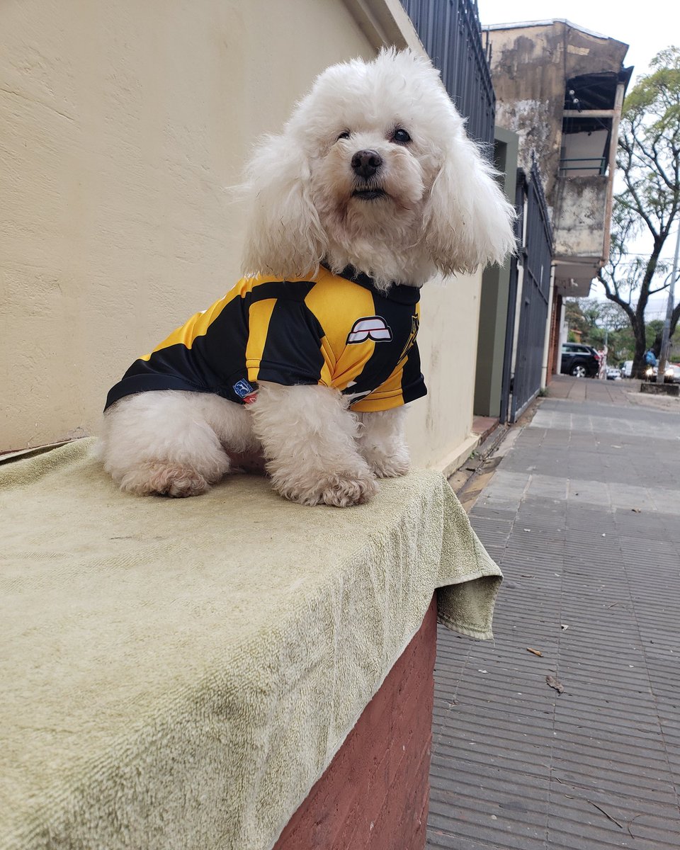 680carlos's tweet photo. Día del animal. Tommy es el amigo de cada hora. Estos amiguitos nos acompañan en un trayecto de nuestras vidas. Sin ellos este mundo sería más hostil de lo que es. Frente al humano, dañino, cruel y desagradecido, ellos son la  bondad sincera, amigos sin dobleces ni hipocresías https://t.co/JGpOnQXHP9