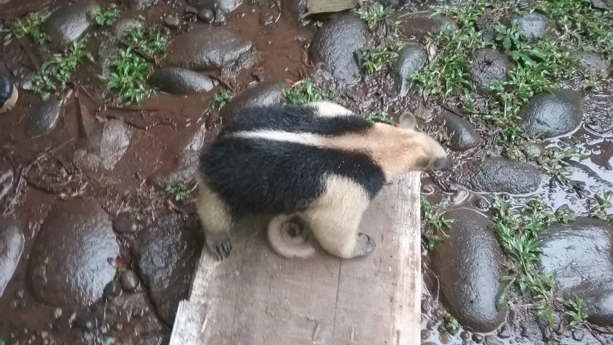 PNCSV's tweet photo. #DivisiónDeMedioAmbiente l Nuestros agentes han liberado hoy un mamífero conocido como oso hormiguero. #PlanControlTerritorial. https://t.co/SoErduwo7Q