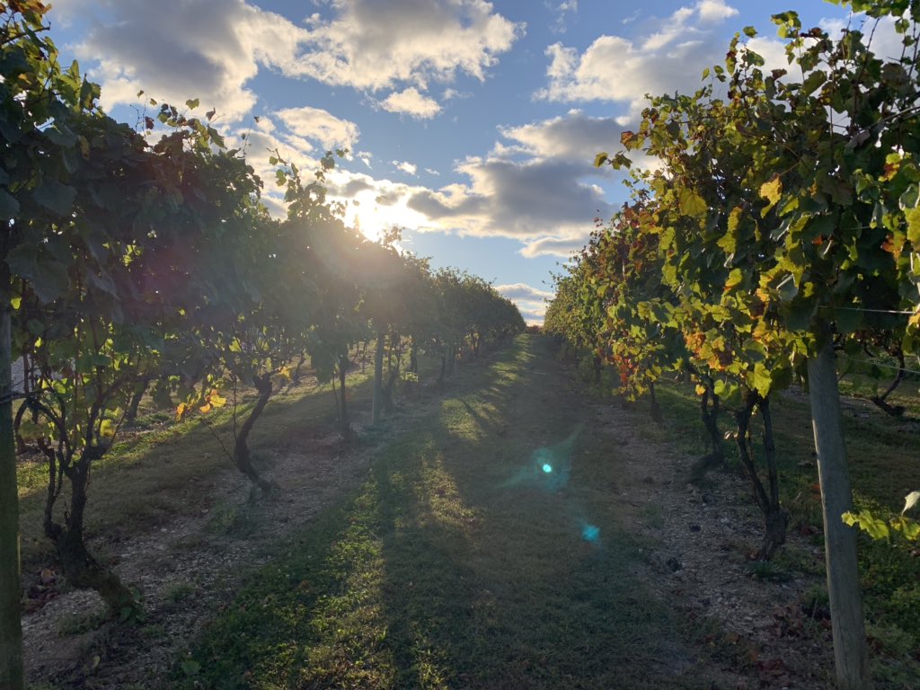 snapgraz's tweet image. Here for a cause.

#vynecrest #breastcancer #cancersucks #naturallightphotography #photojournalism #vineyard #paphotographer #phillyphotographer