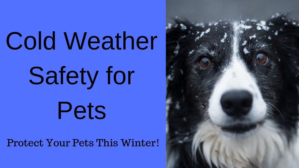 PLAaccount's tweet image. Cold Weather Safety for Pets  #coldweatherpets youtu.be/HNH7PTkCuKc