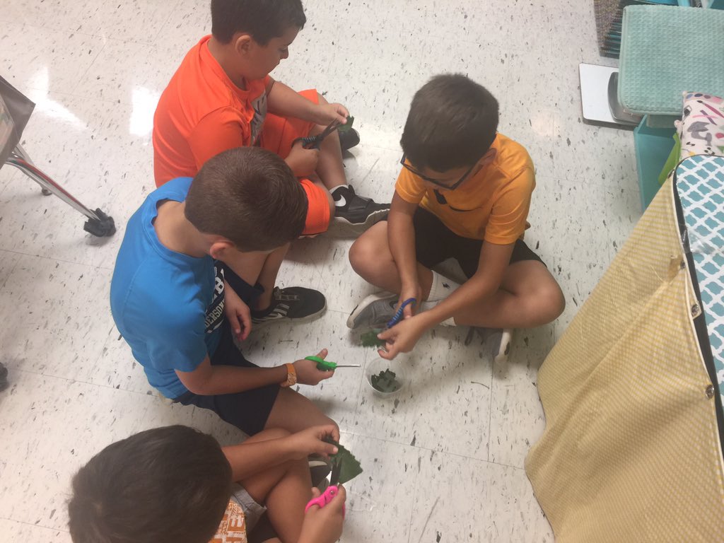 Investigating why leaves change colors