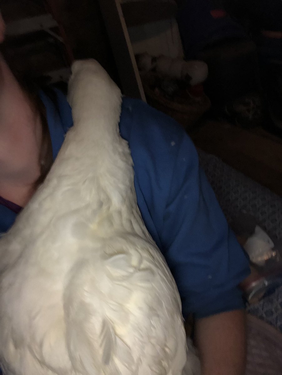 HorsesAreBetter's tweet photo. is he trying to hug me? I really donโt know #ducksarebetter https://t.co/sEGJxzISAP