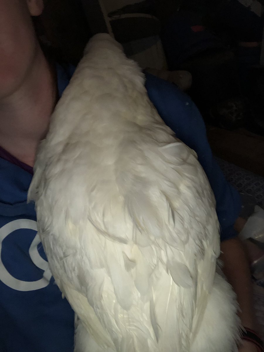 HorsesAreBetter's tweet photo. is he trying to hug me? I really donโt know #ducksarebetter https://t.co/sEGJxzISAP