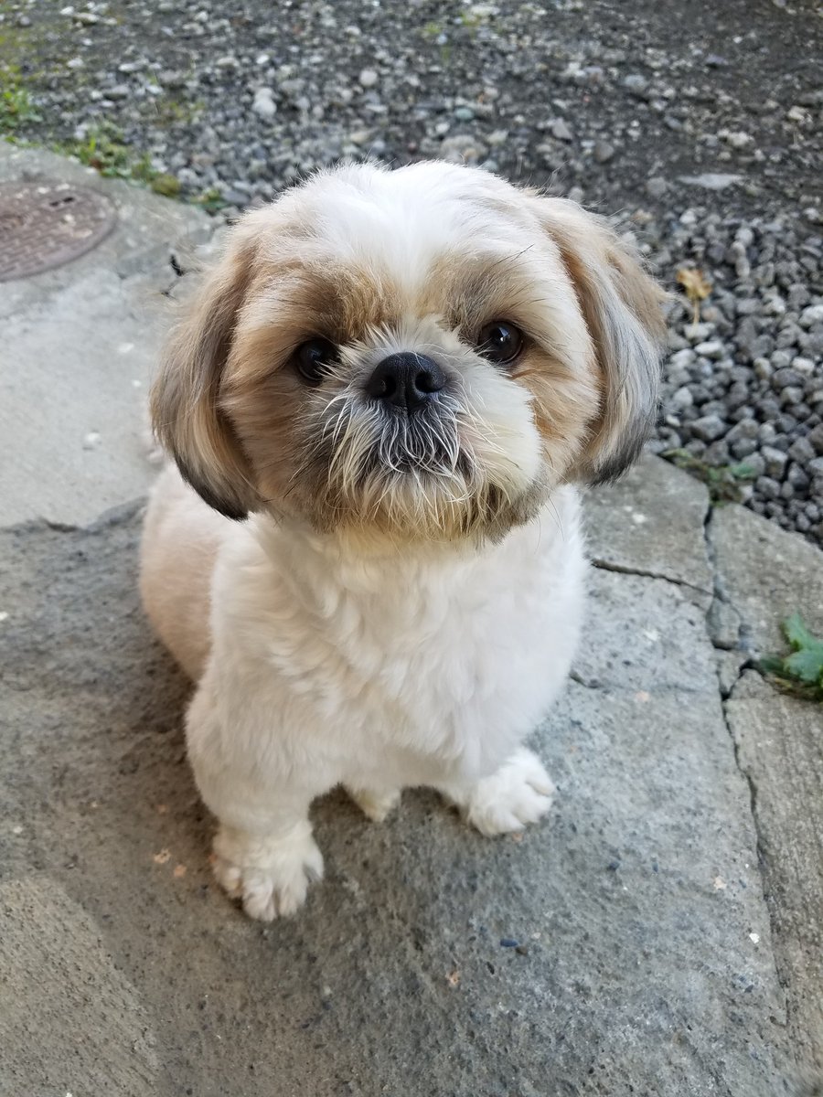 うちの気持ち悪い犬！ 何か見てくるんですけど🤣 #犬 #朝から #何だ？ #言いたいことあるなら #いってみろ 🤣 #ペット #話聞くぜ 🤣, image size:900x1200