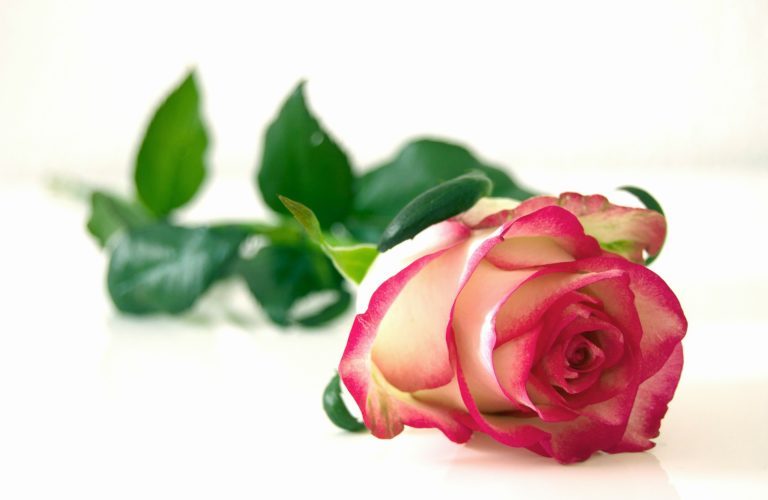farkmasterman's tweet photo. 4 Important Rose Essential Oil Health Benefits You Need to Know https://t.co/4EqWR8GfFK https://t.co/UgESl8qH5Y