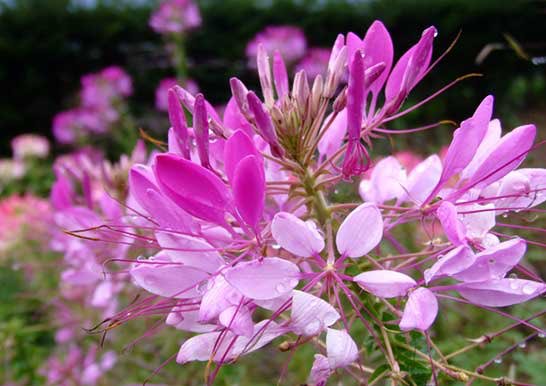 クレオメのtwitterイラスト検索結果 古い順