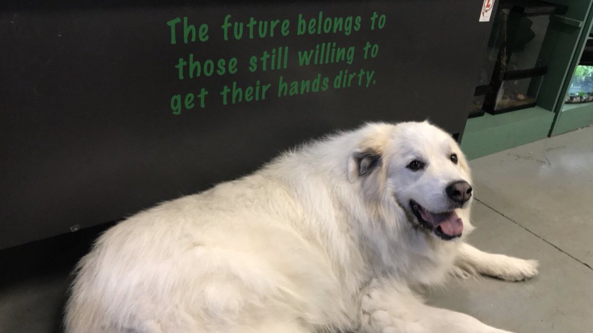 We had a special visitor today in class to celebrate fall break. Polar bear or dog? We’re still trying to decide... <a href="/LibraryCallais/">Kimberly Callais</a>