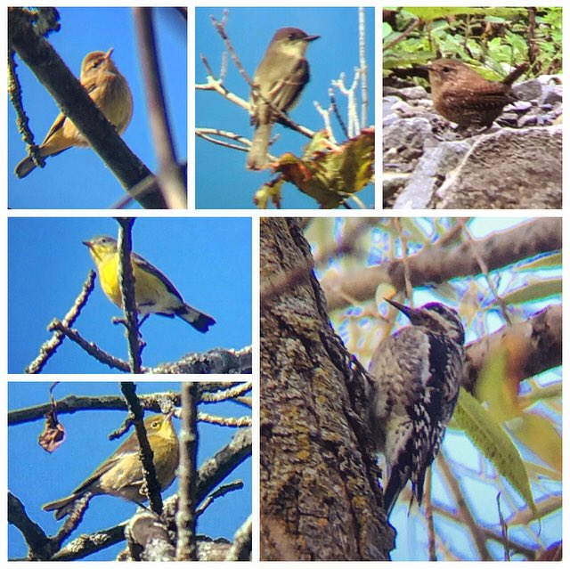 Ontario Place bird notes #19 | Two new sights (winter wren and ruby-crowned kinglet) early this morning brings the species count here up to 63! Also pine, palm, yellow-rumped, and magnolia warblers, a yellow-bellied sapsucker, eastern phoebes, and golden-crowned kinglets.